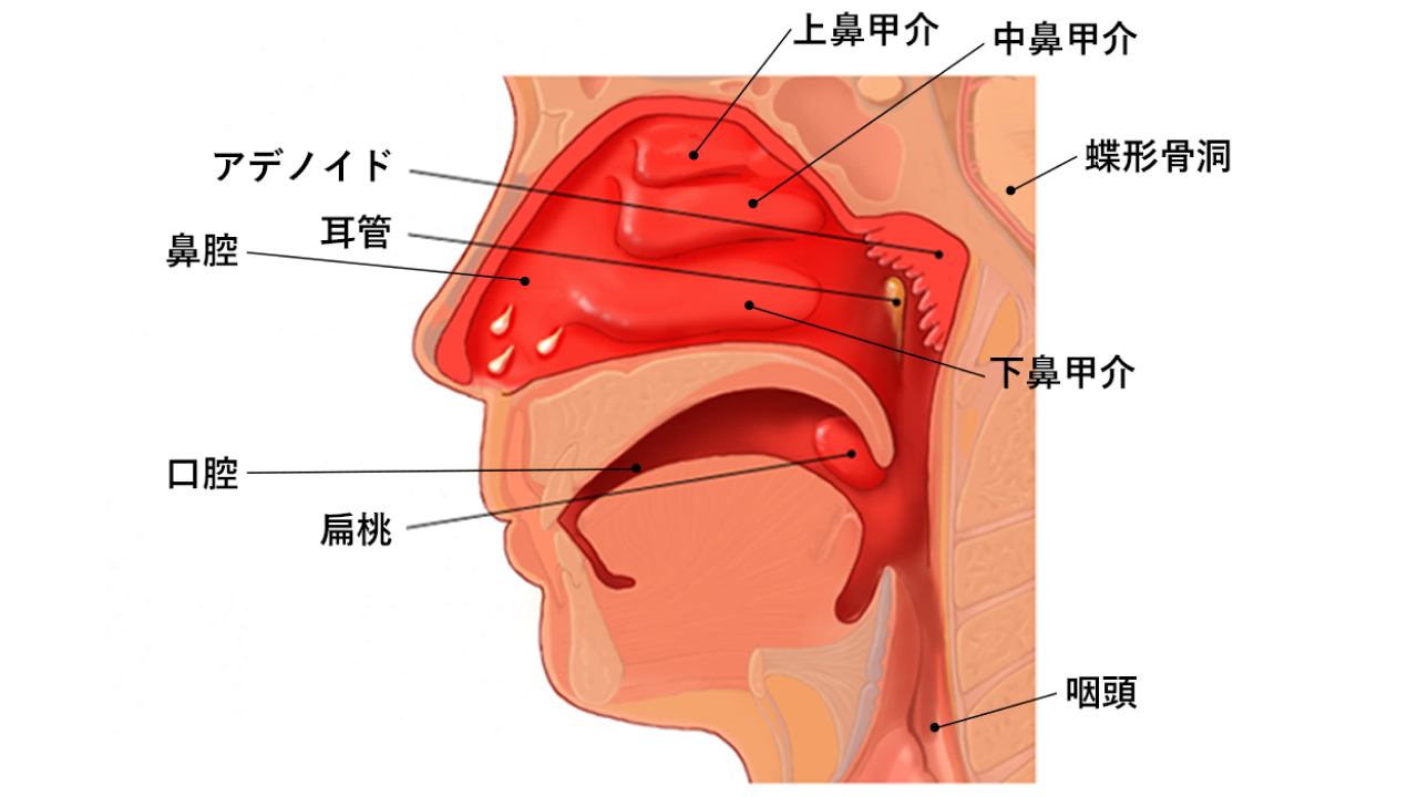 副鼻腔炎01