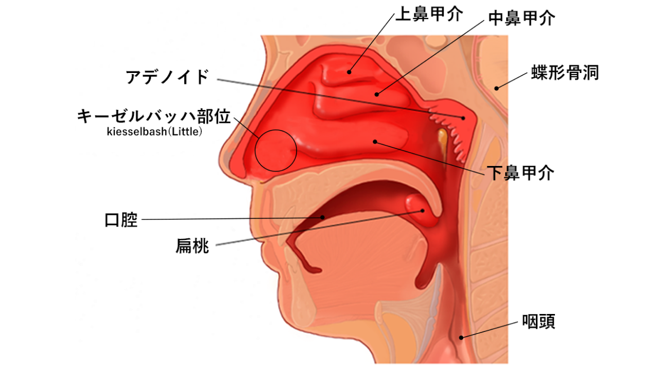 鼻出血01