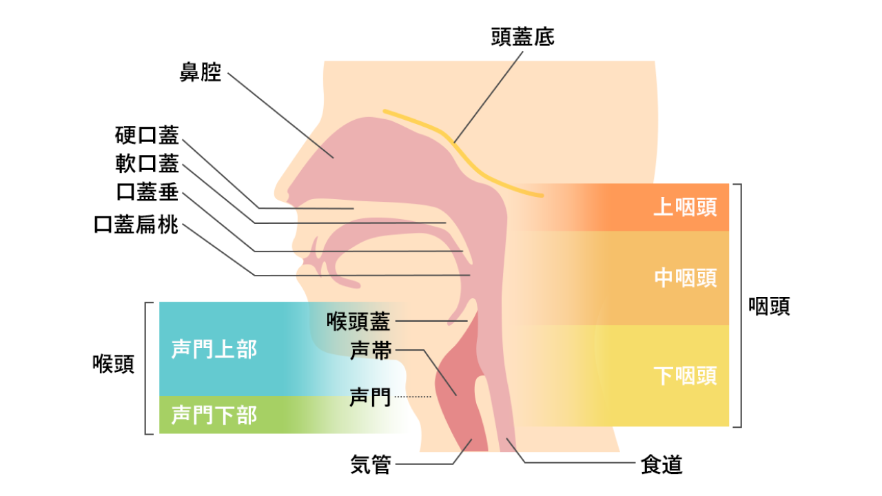 耳鼻咽喉科で扱う感染症・炎症疾患とは？01