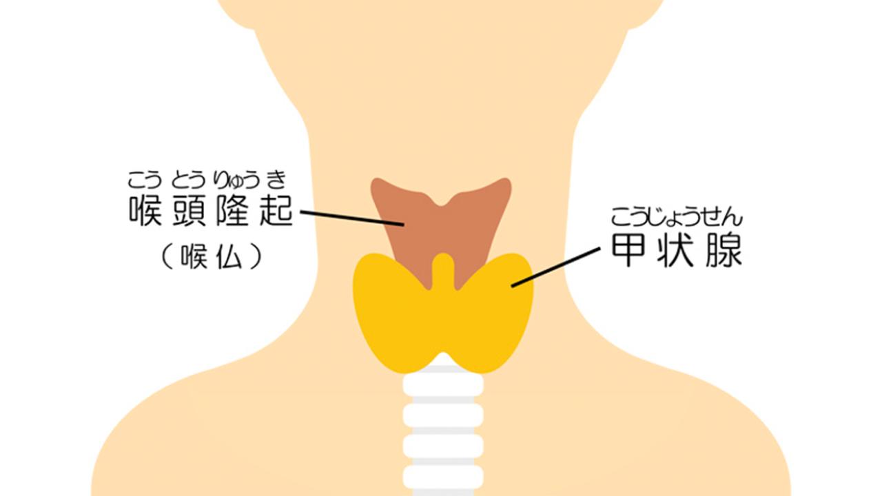 甲状腺疾患01