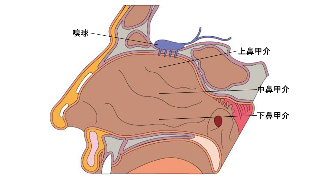 嗅覚障害